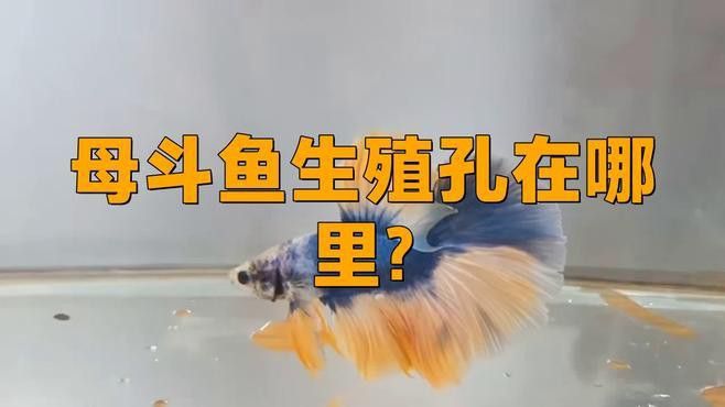 火龍魚怎么分公母圖片視頻