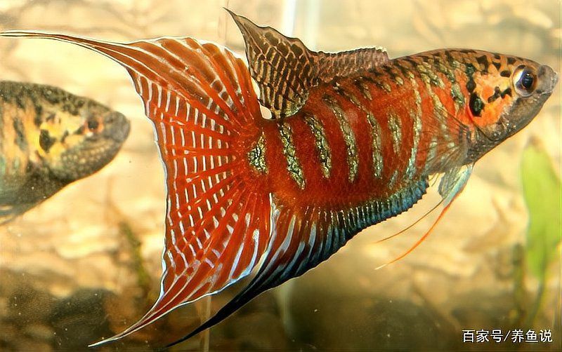 火龍魚怎么分公母圖片視頻