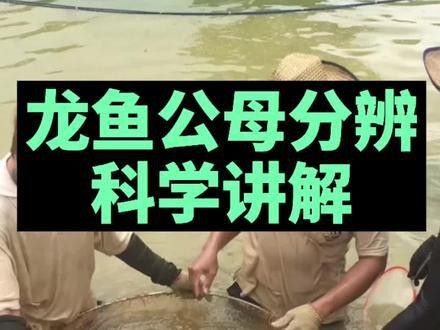 火龍魚怎么分公母圖片視頻