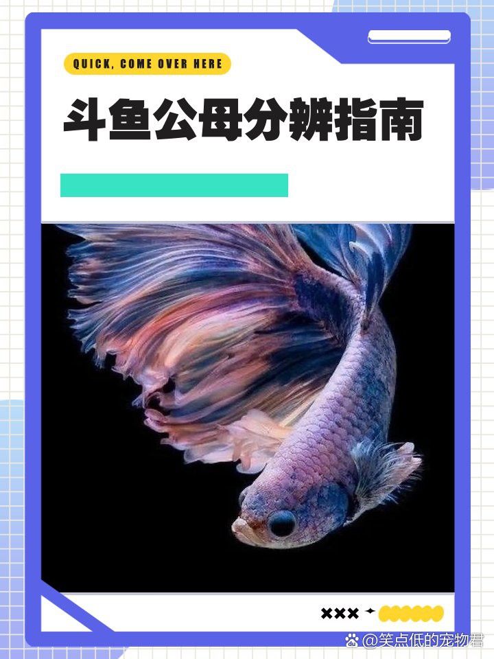 火龍魚怎么分公母圖片視頻