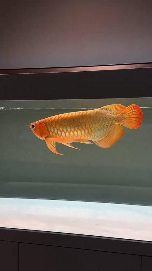 世界上最大的龍魚圖片