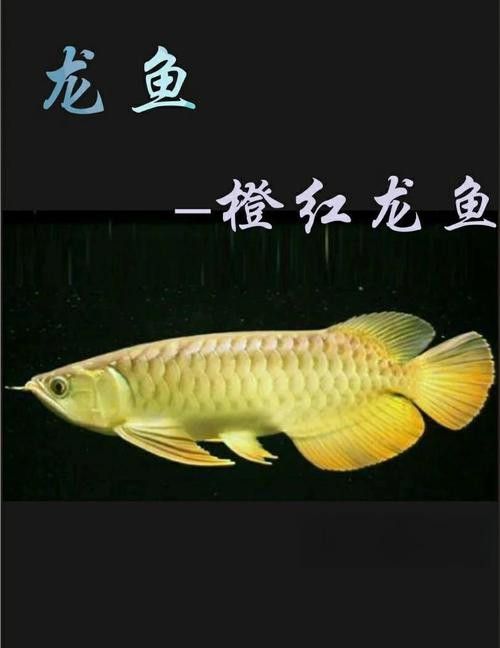 世界上最大的龍魚圖片