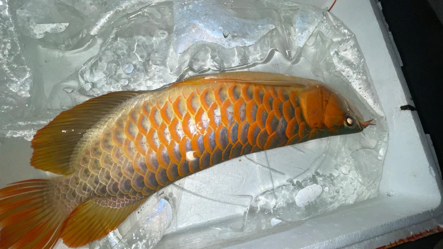 世界上最大的龍魚圖片