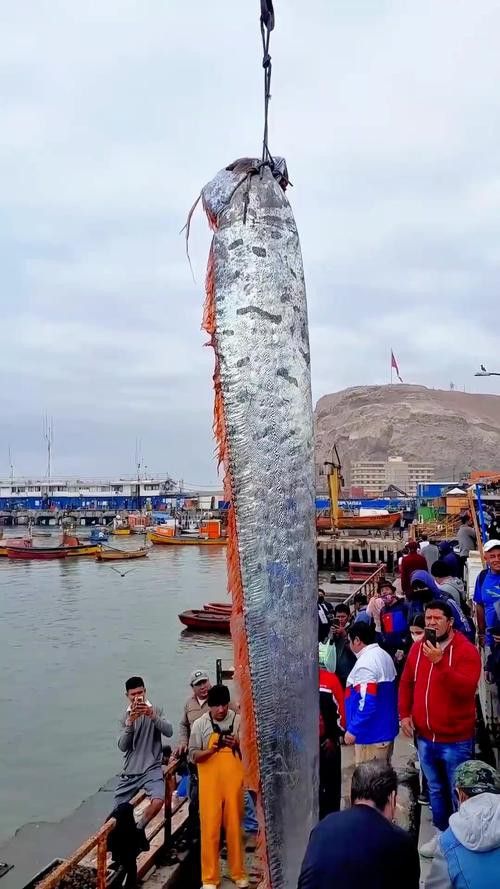 世界上最大的龍魚圖片