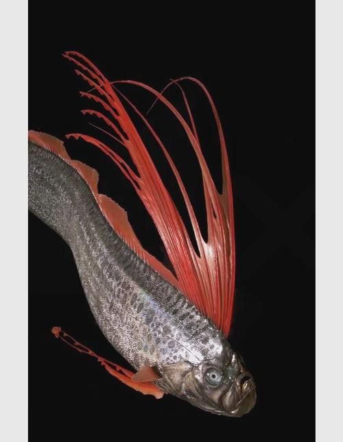 世界上最大的龍魚圖片