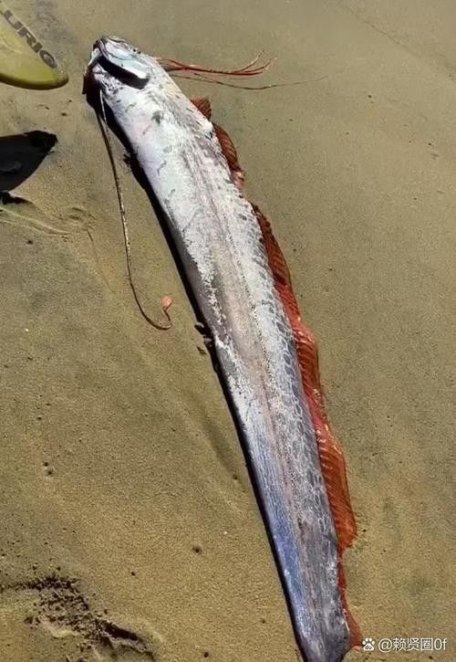 世界上最大的龍魚圖片