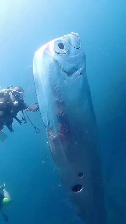 世界上最大的龍魚圖片