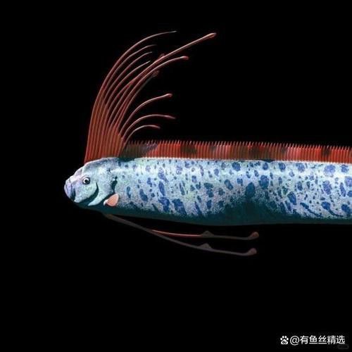 世界上最大的龍魚圖片