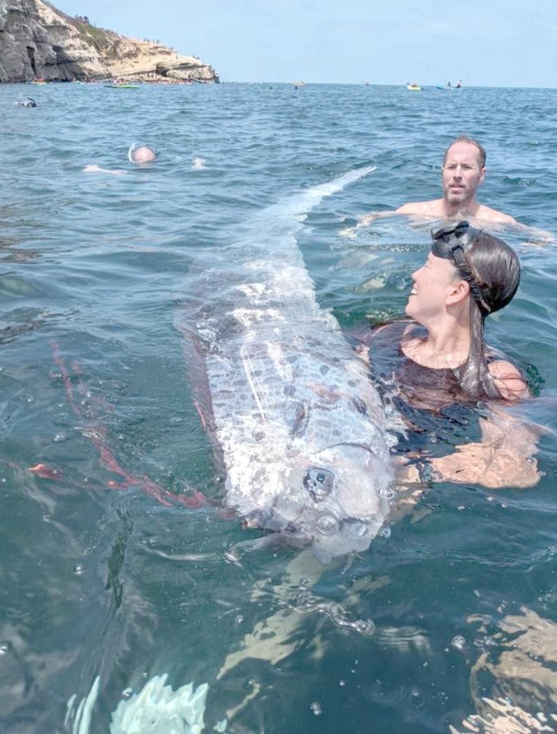 世界上最大的龍魚圖片