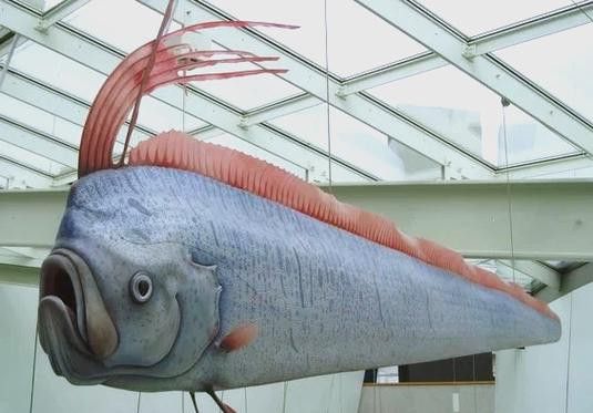 世界上最大的龍魚圖片