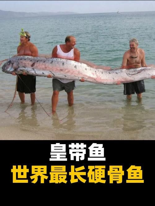 世界上最大的龍魚圖片