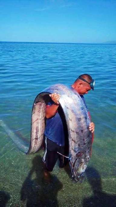 世界上最大的龍魚圖片