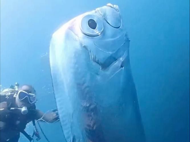 世界上最大的龍魚圖片