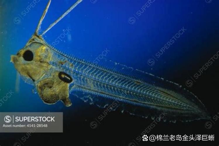 世界上最大的龍魚圖片