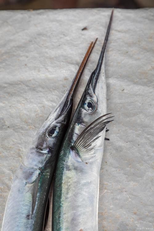 世界上最大的龍魚圖片