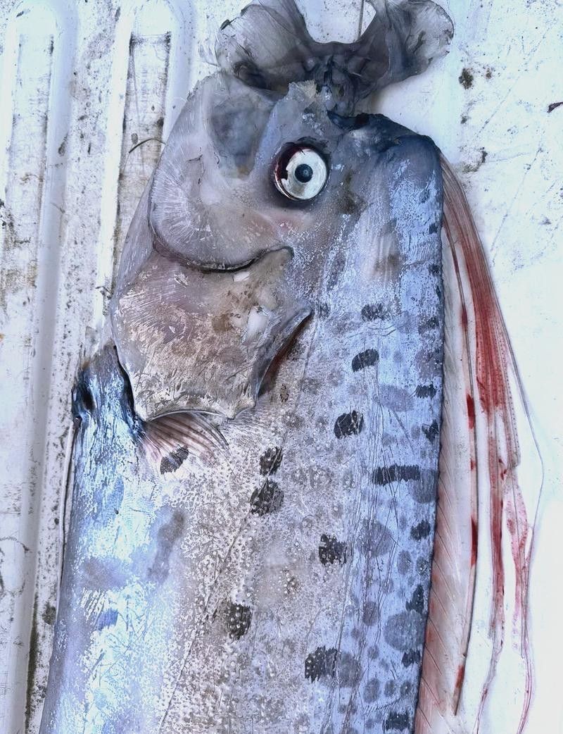 世界上最大的龍魚圖片