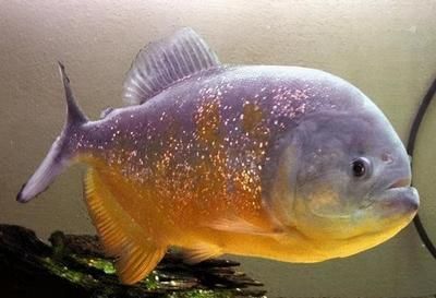 大虎魚和小龍魚混養(yǎng)好不好：大虎魚和小龍魚可以混養(yǎng)嗎？