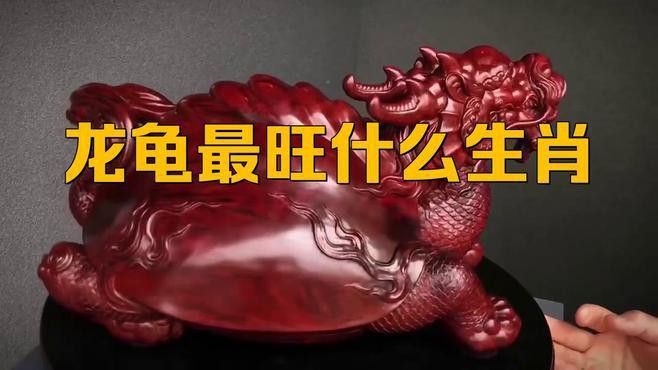 屬龍的人養(yǎng)龜有哪些好處