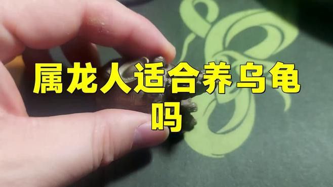 屬龍的人養(yǎng)龜有哪些好處