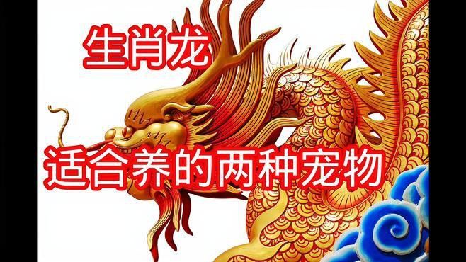 屬龍的人養(yǎng)龜有哪些好處