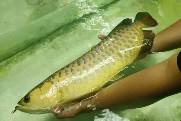 龍魚長途運輸到家需要注意什么：龍魚運輸到家需要注意的事項