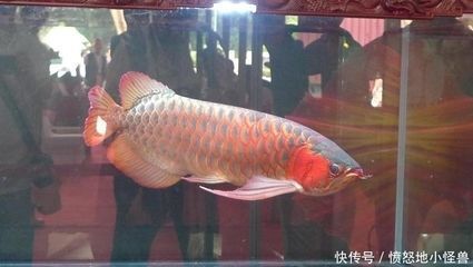 龍魚長途運輸到家需要注意什么：龍魚運輸到家需要注意的事項