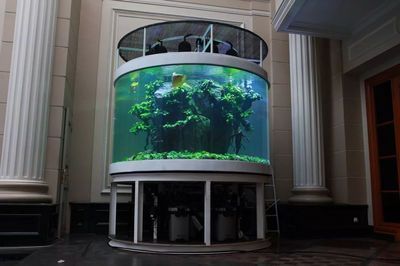 黃化銀龍苗投資價值評估：黃化銀龍苗投資價值評估涉及多方面因素從種植前景和市場需求來看