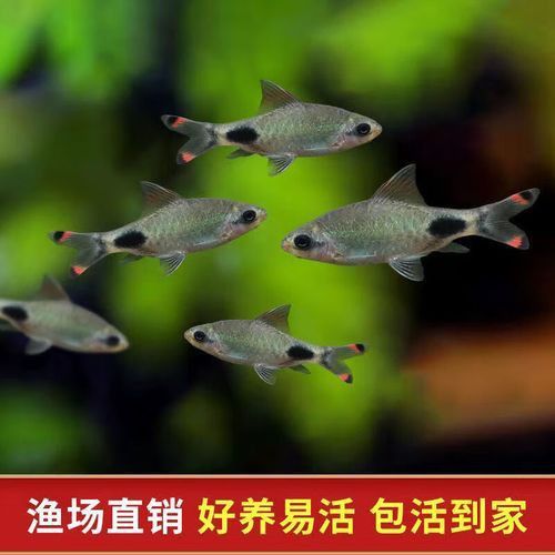 藍線黑影道人圖片