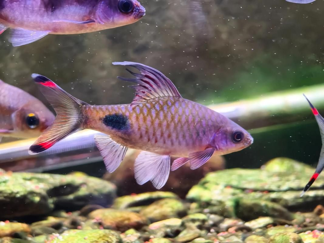 藍線黑影道人圖片