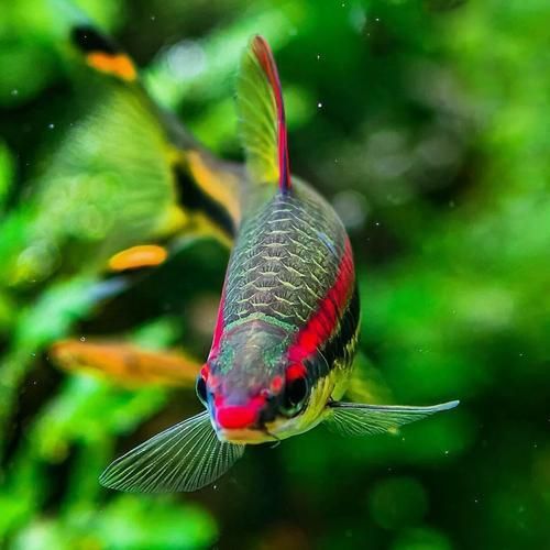 藍線黑影道人圖片