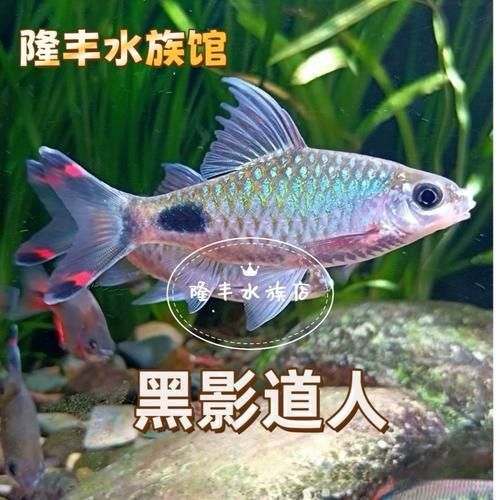 藍線黑影道人圖片