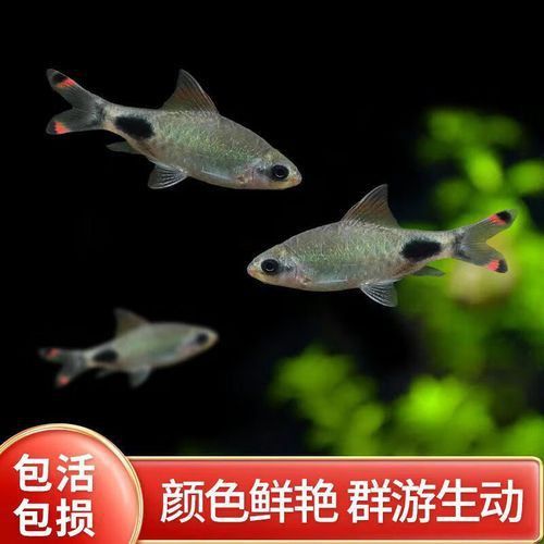 藍線黑影道人圖片