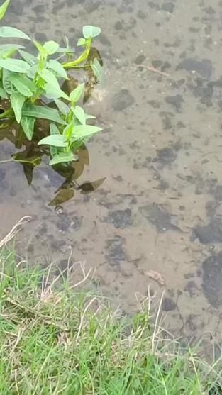 藍線黑影道人圖片