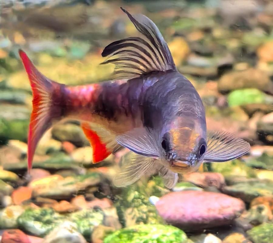 藍線黑影道人圖片