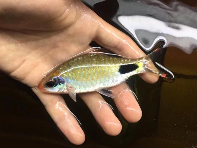 藍線黑影道人圖片