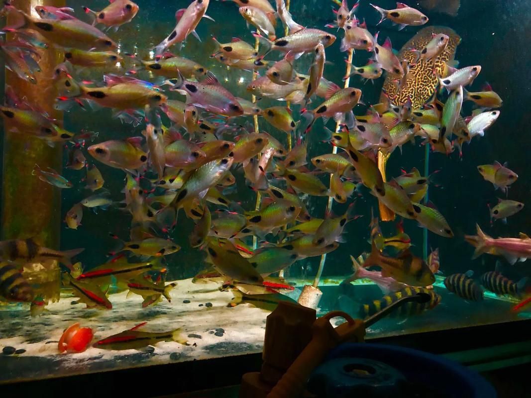 藍線黑影道人圖片