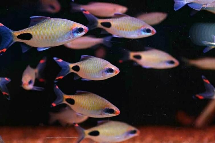 藍線黑影道人圖片