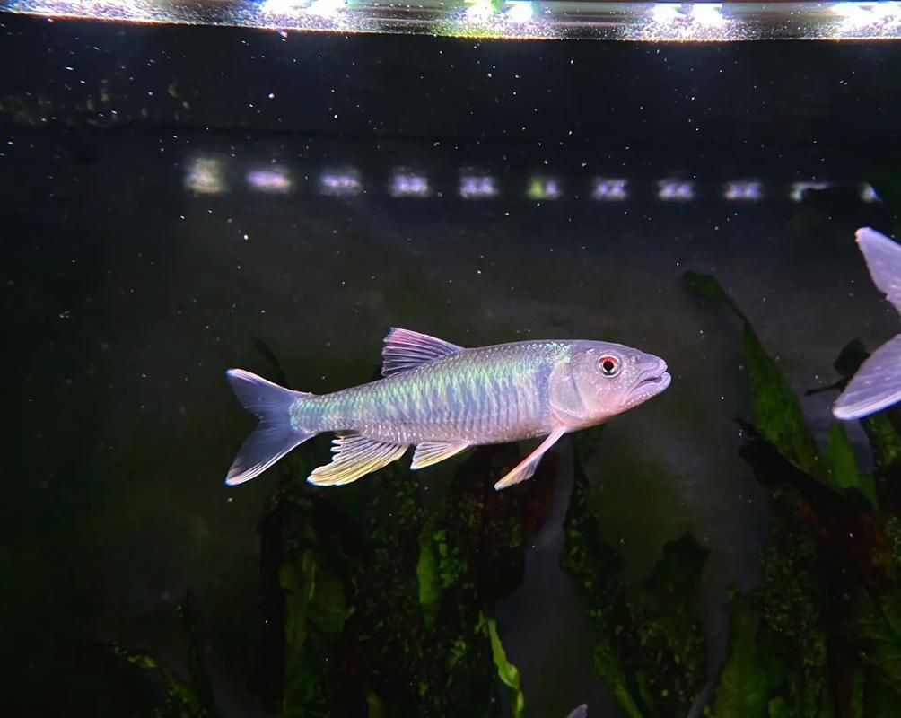 藍線黑影道人圖片