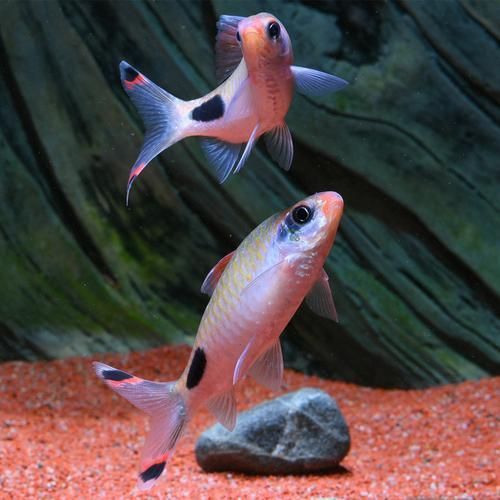 藍線黑影道人圖片