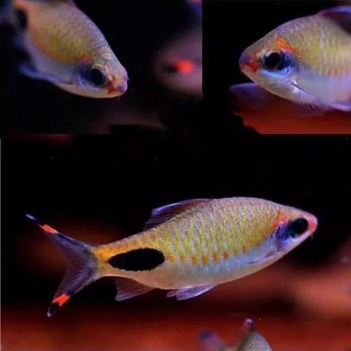 藍線黑影道人圖片