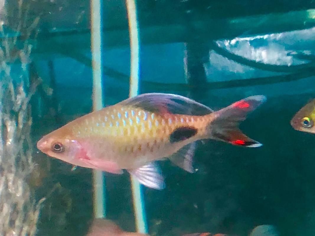 藍線黑影道人圖片