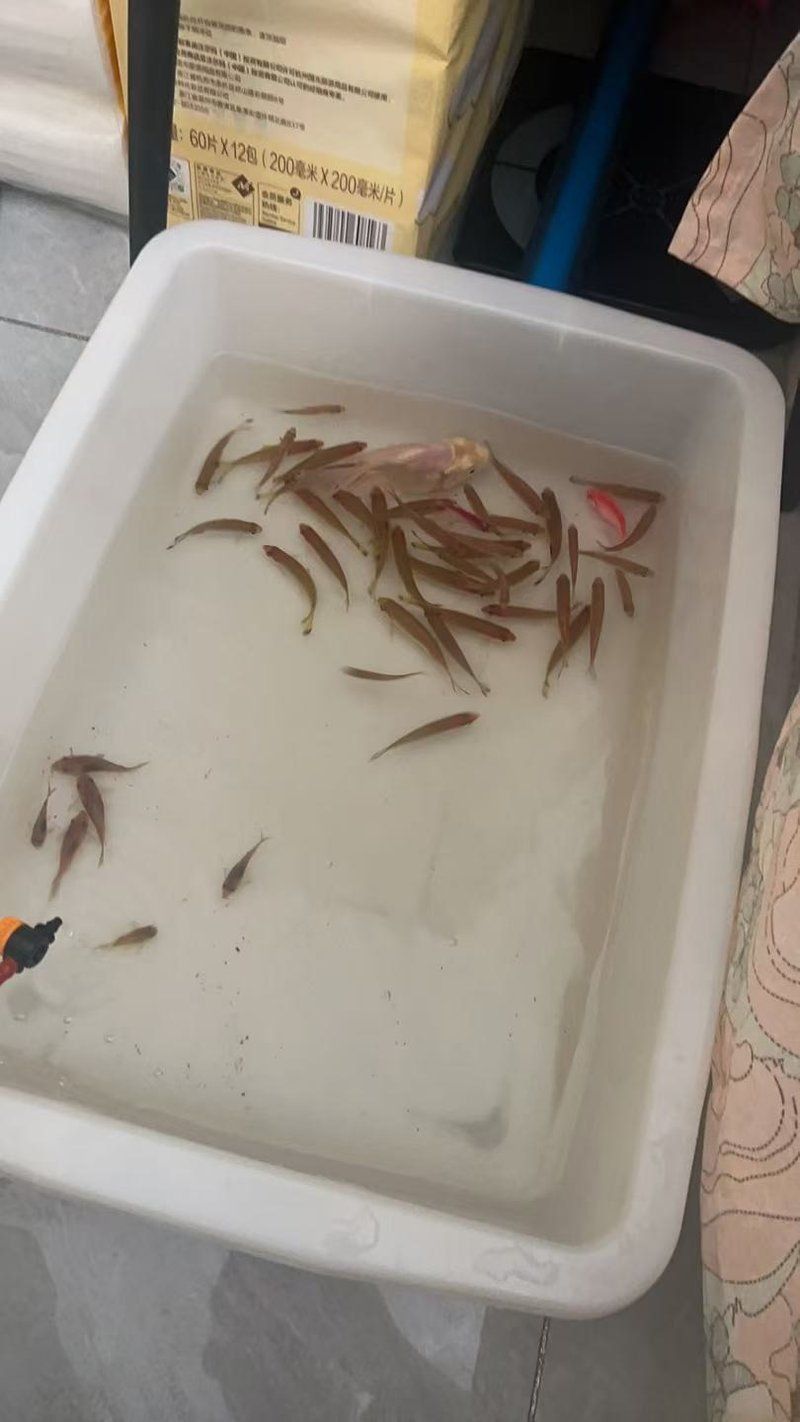 藍線黑影道人圖片