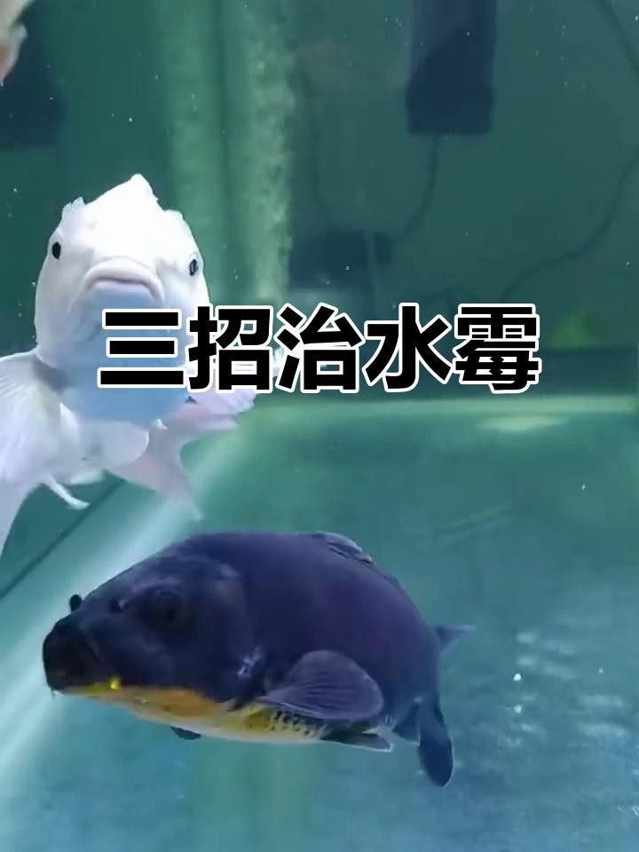 如何治療銀龍魚的水霉病？