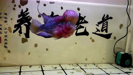 魚缸清道夫都有啥品種（清道夫魚的飼養技巧）