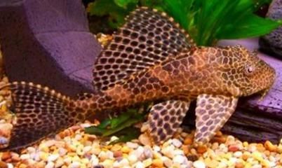 魚缸清道夫都有啥品種（清道夫魚的飼養技巧）