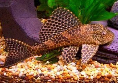 魚缸清道夫都有啥品種（清道夫魚的飼養技巧）