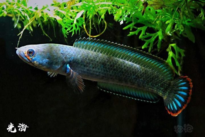 雷龍魚百科 雷龍魚百科 龍魚百科 第3張