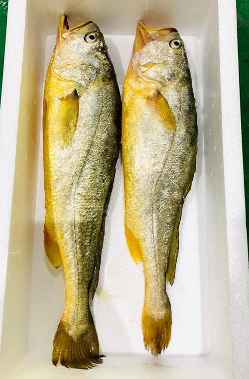 黃花魚和金龍魚