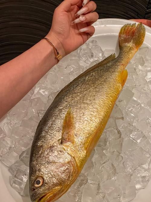 黃花魚和金龍魚