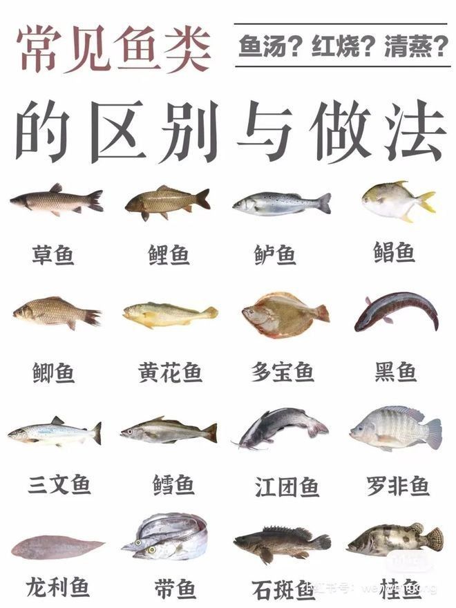 黃花魚和金龍魚
